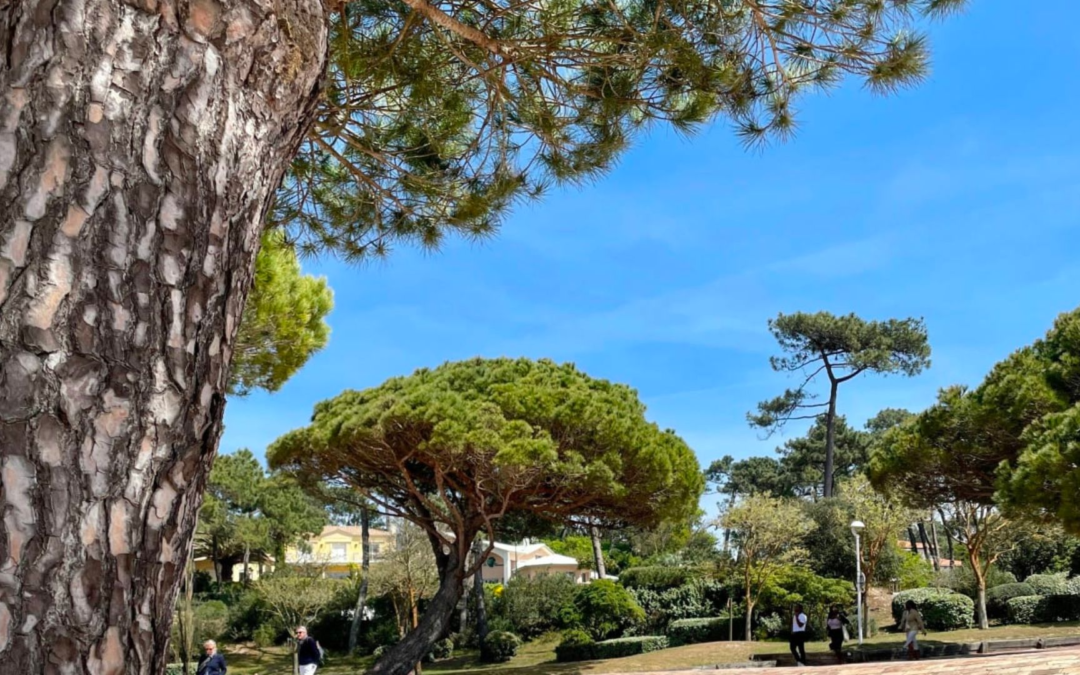 Immobilier bassin d’arcachon 2024 : prix records et dynamisme